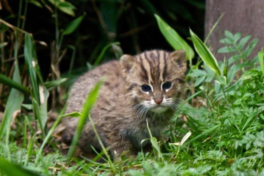 This baby Fishing Cat has been born at the wildlife park