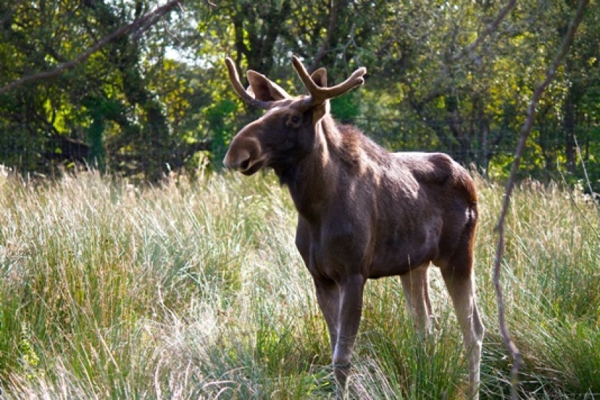 The as yet nameless Elk