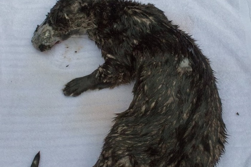 The otter was washed up on Manx shores