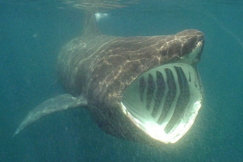 A basking shark (photo by Manx Wildlife Trust)