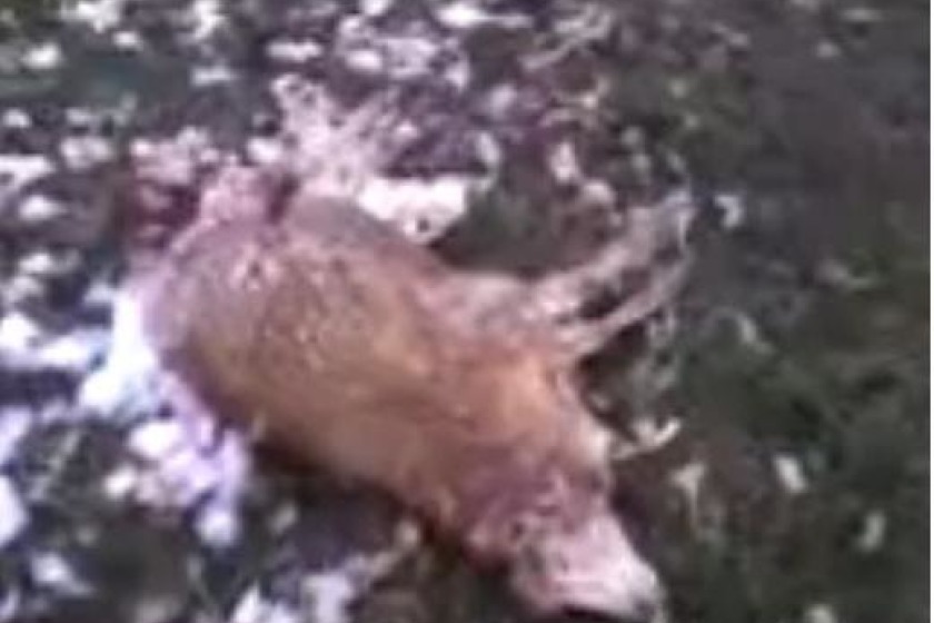 Picture taken from a video posted on Facebook which shows horrific injuries to the sheep's rear 