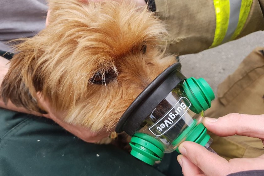 Scruff the dog needed oxygen after the car fire.