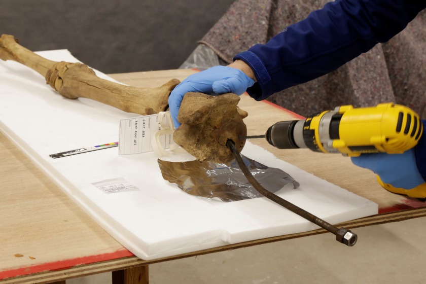 Tests being carried out of the Manx Museum's giant deer skeleton