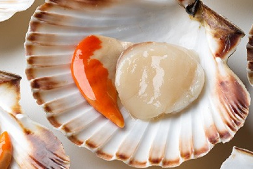 A King scallop (picture from Island Shellfish)