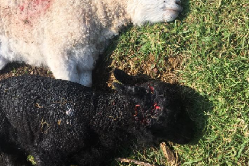 Farmer Kirree Kermode shared images of the lambs on Facebook.