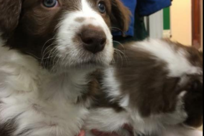 The MSPCA has hand-reared the four puppies since they were found abandoned as newborns.