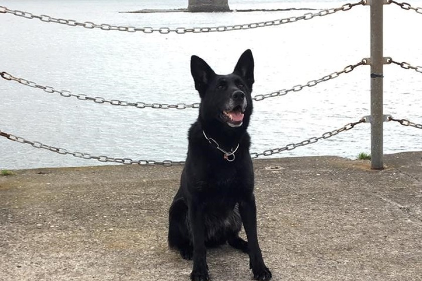 Eight-year-old Saxon is retiring from the Isle of Man Constabulary's Police Dog Unit