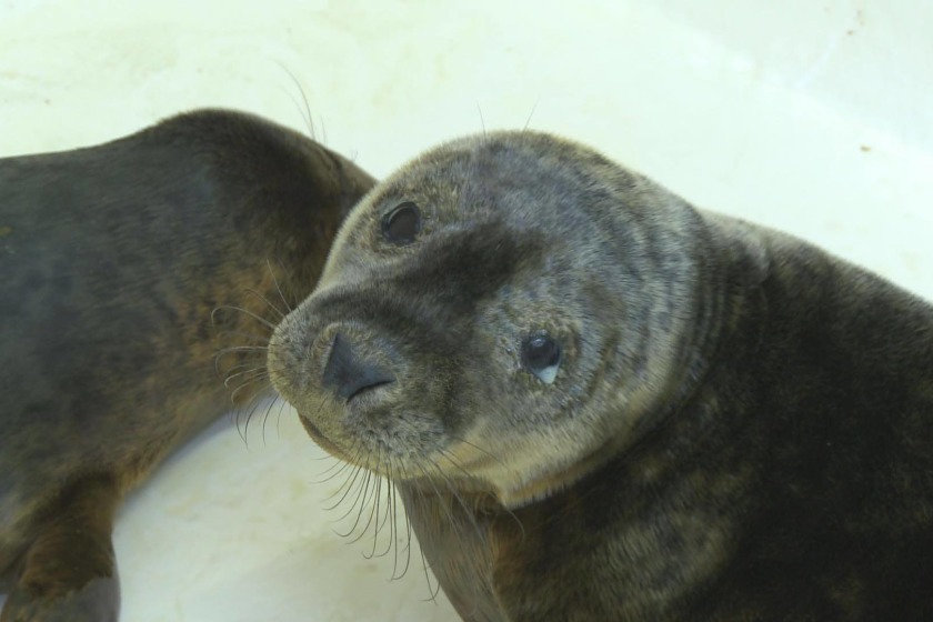 One of the seals being cared for 