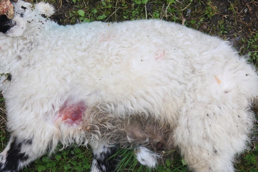 A lamb was killed in the south of the Island earlier this week.